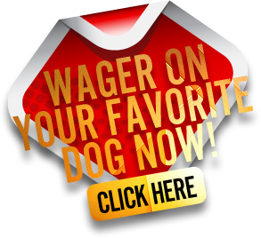 Wager on your favorite dogs now! Click here!